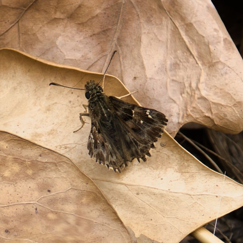 Mallow Skipper