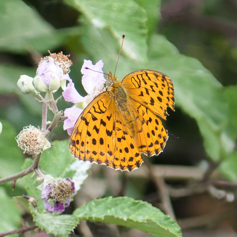 Marbled Fritillary