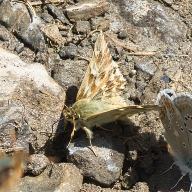 Marbled Skipper