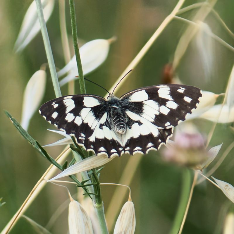 Marbled White