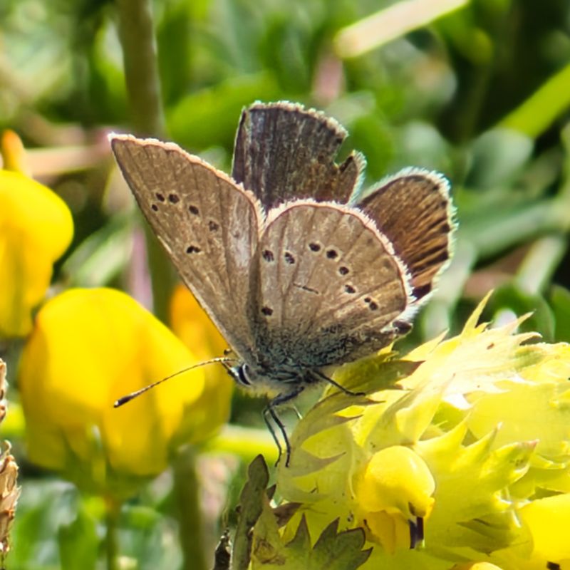 Mazarine Blue