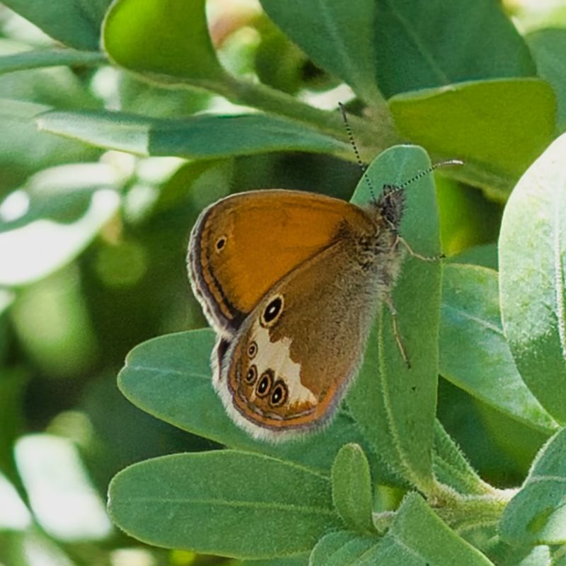 Pearly Heath