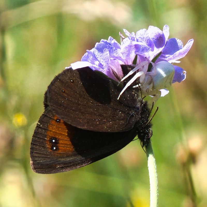 Piedmont Ringlet
