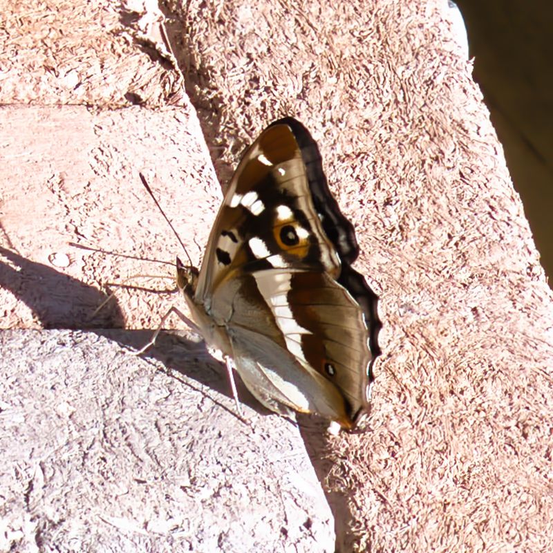Purple Emperor