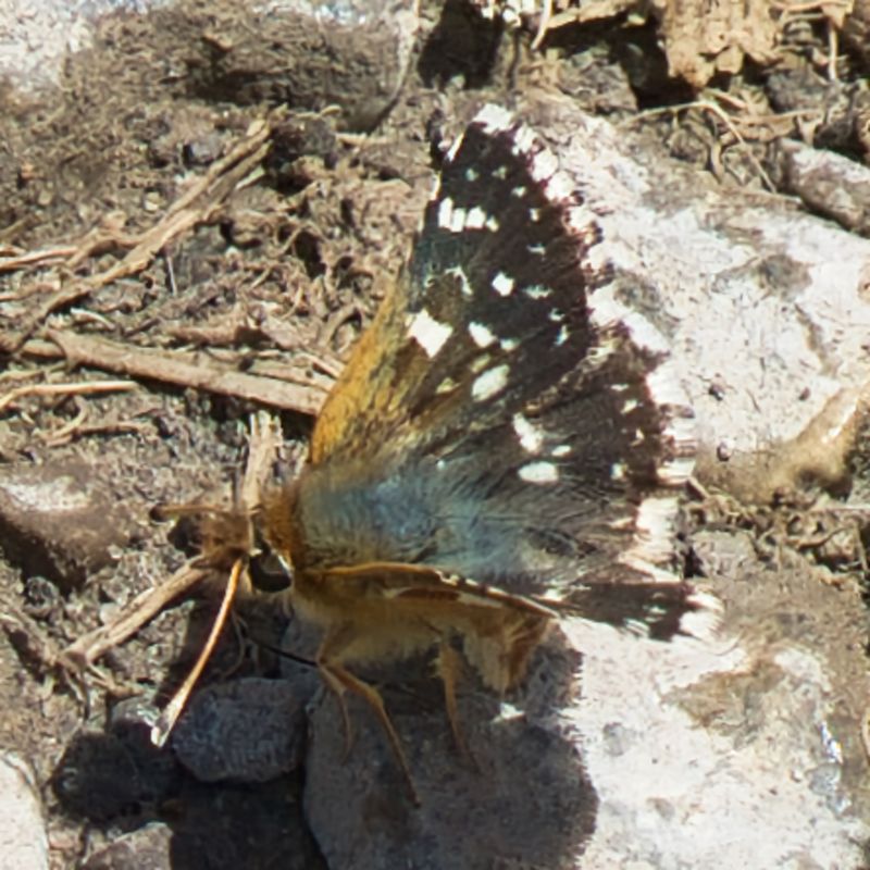 Red-underwing Skipper
