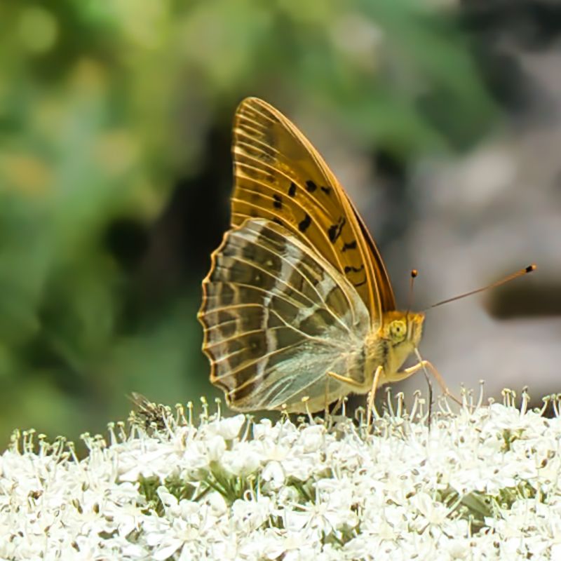 Silver-washed Fritillary