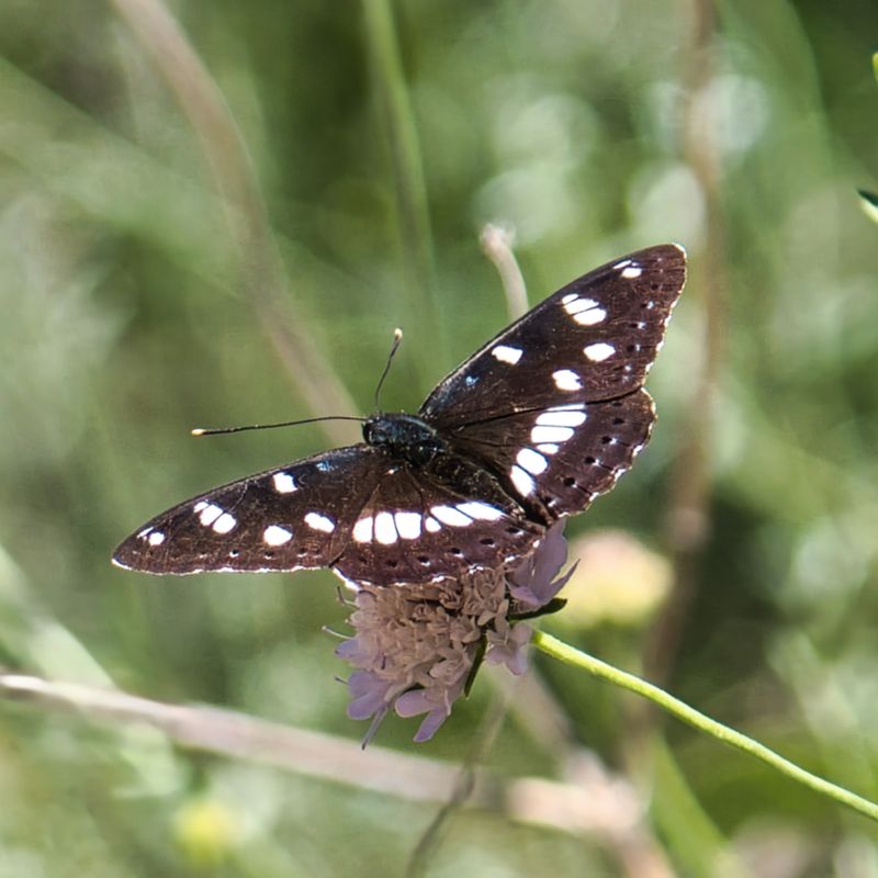 Southern White Admiral