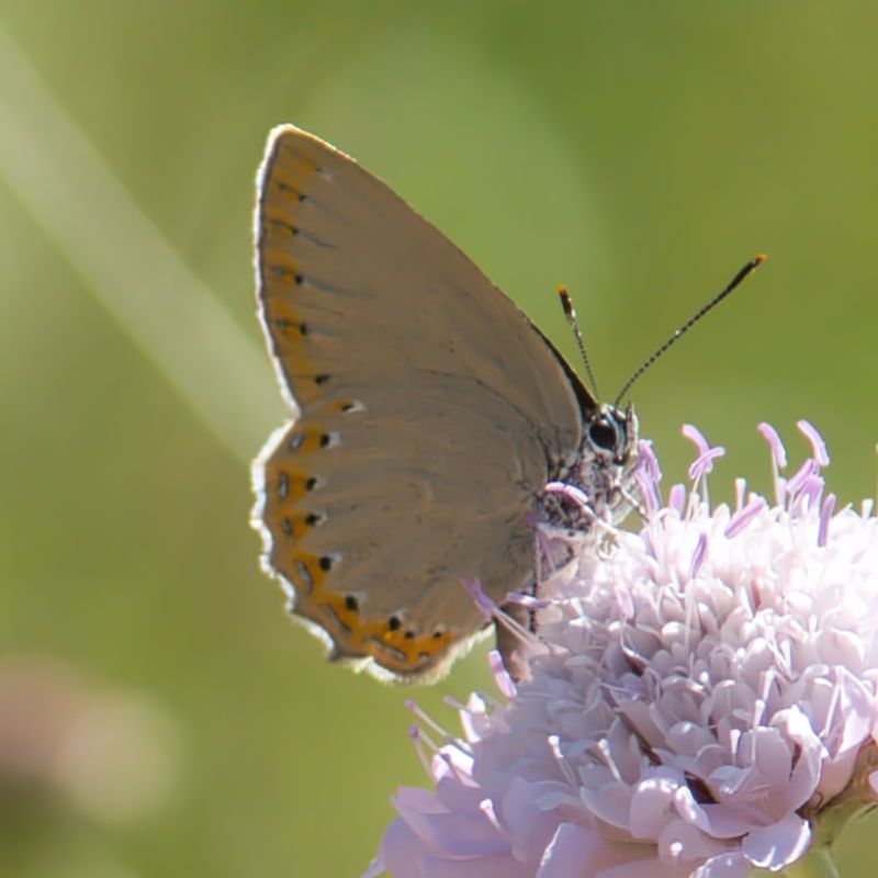 Spanish Purple Hairstreak