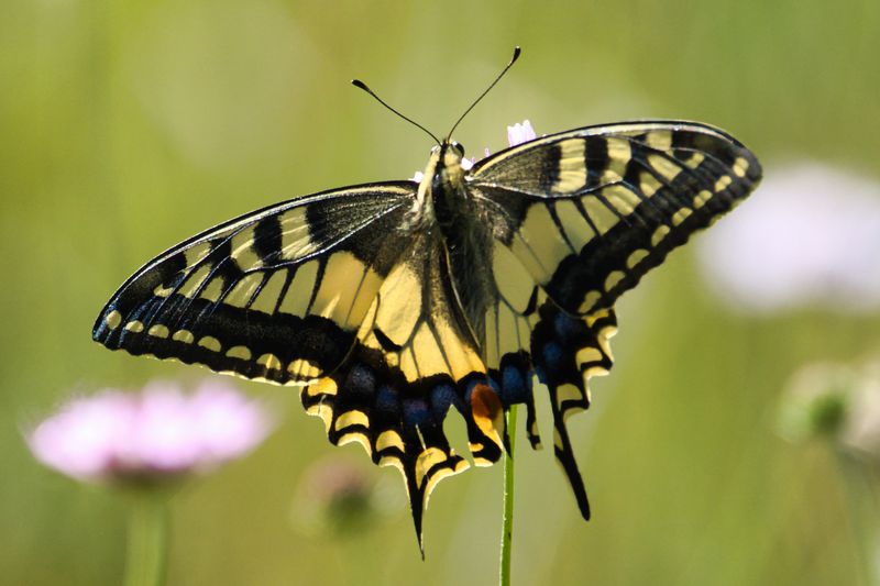 Swallowtail