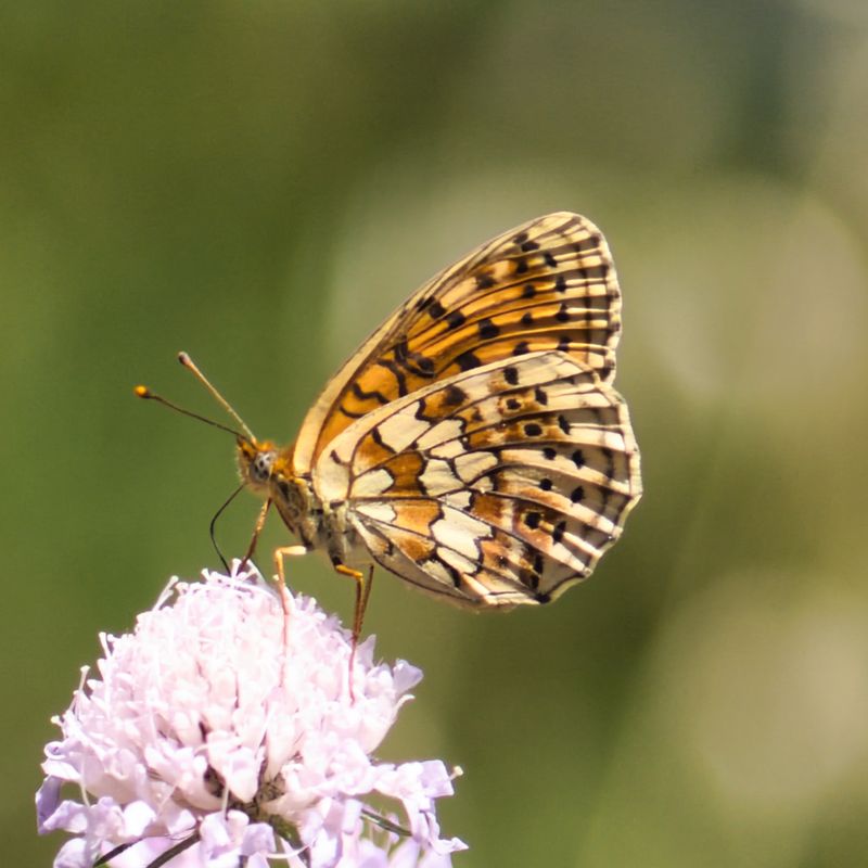 Twin-spot Fritillary