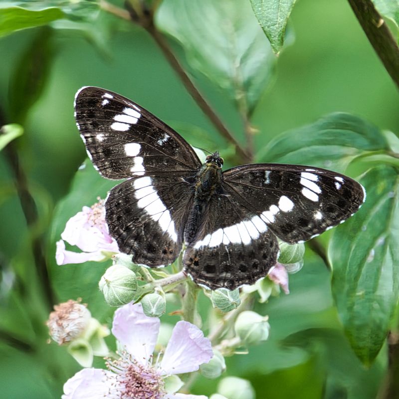 White Admiral