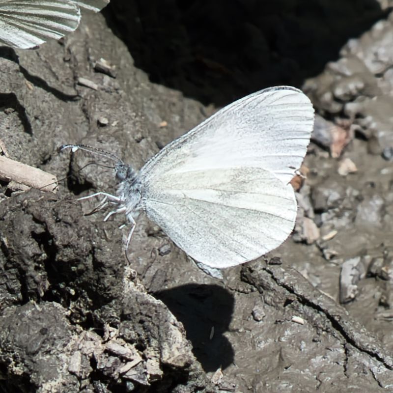 Wood White