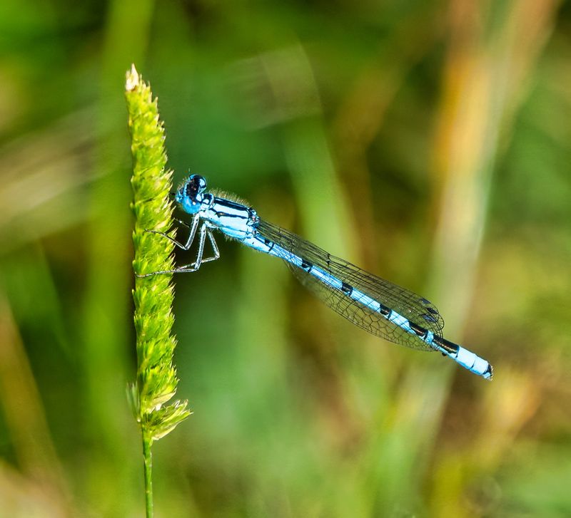 Common Bluet