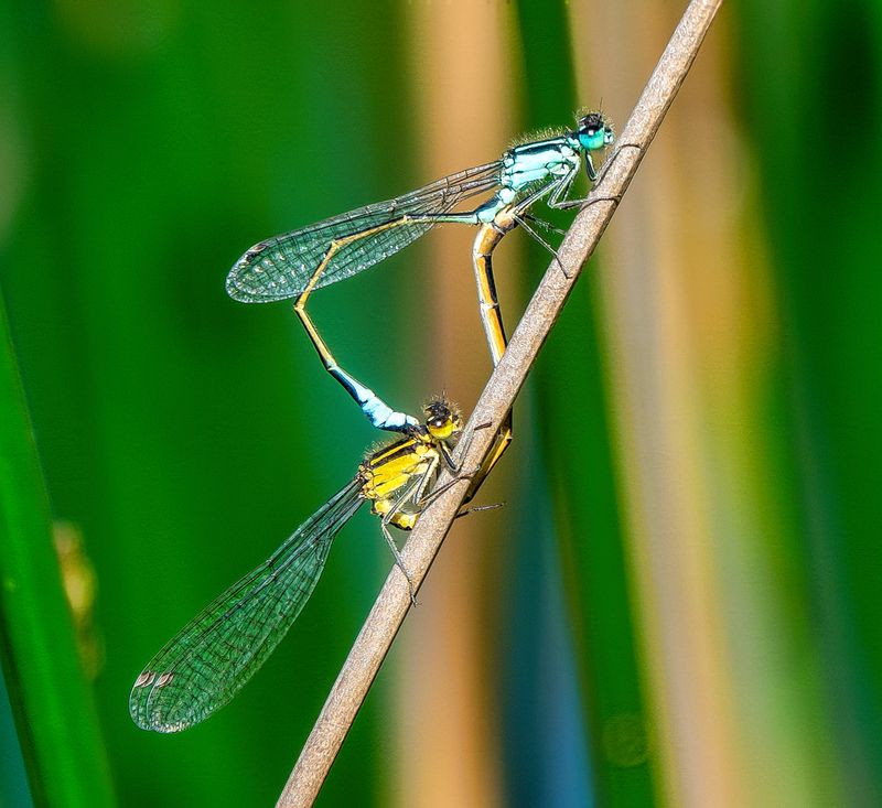 Common Bluetail Damselfly