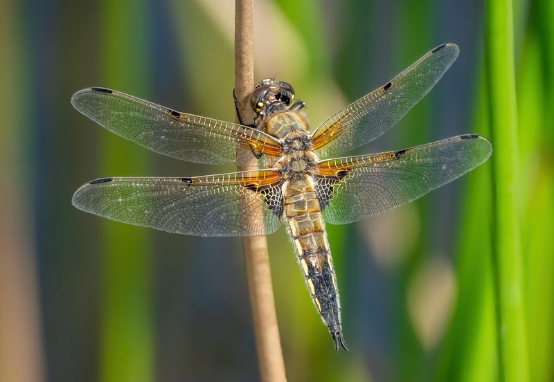 Four-spotted Chaser