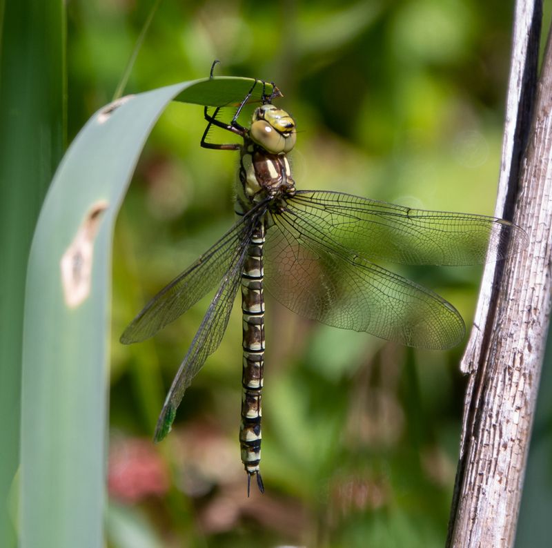 Southern-Hawkerweb