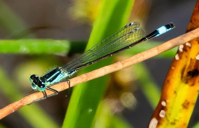 Common Bluetail