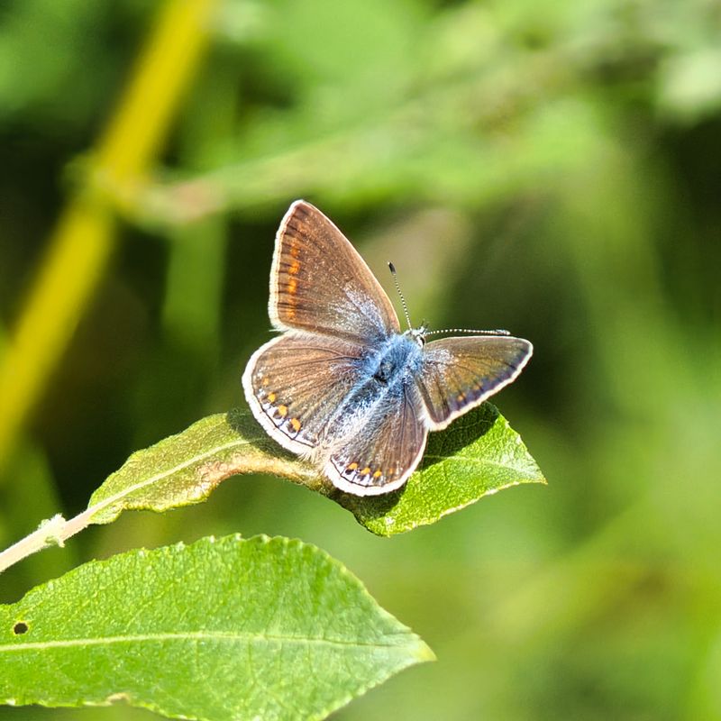 Butterflies