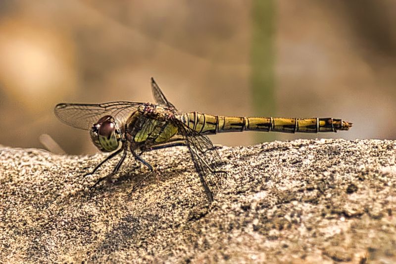 Dragonflies