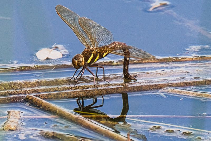 Brown Hawker