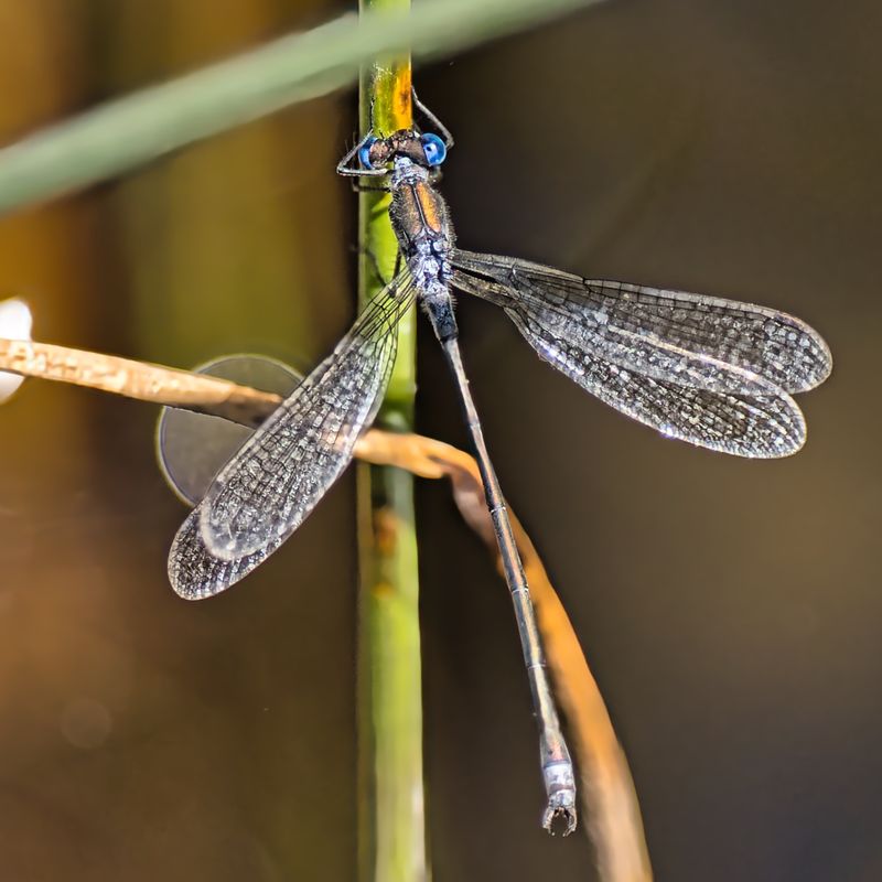 Common Spreadwing