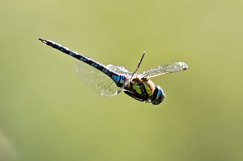 Migrant Hawker