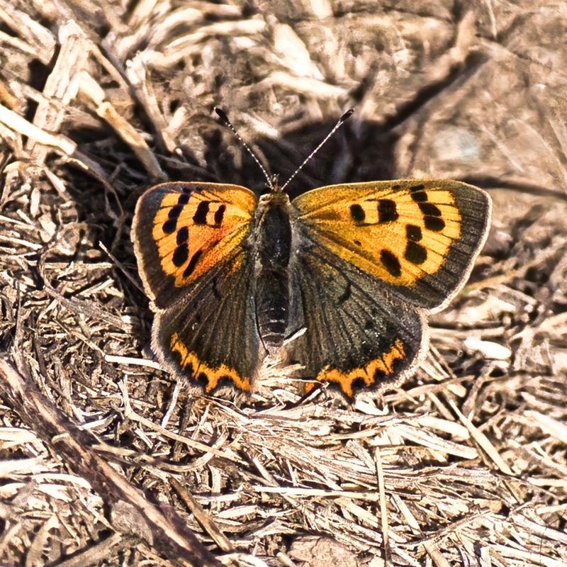 Small Copper