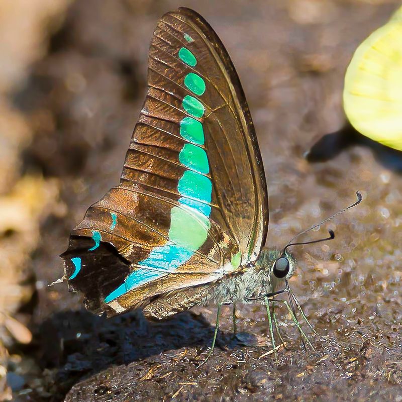 Common Bluebottle