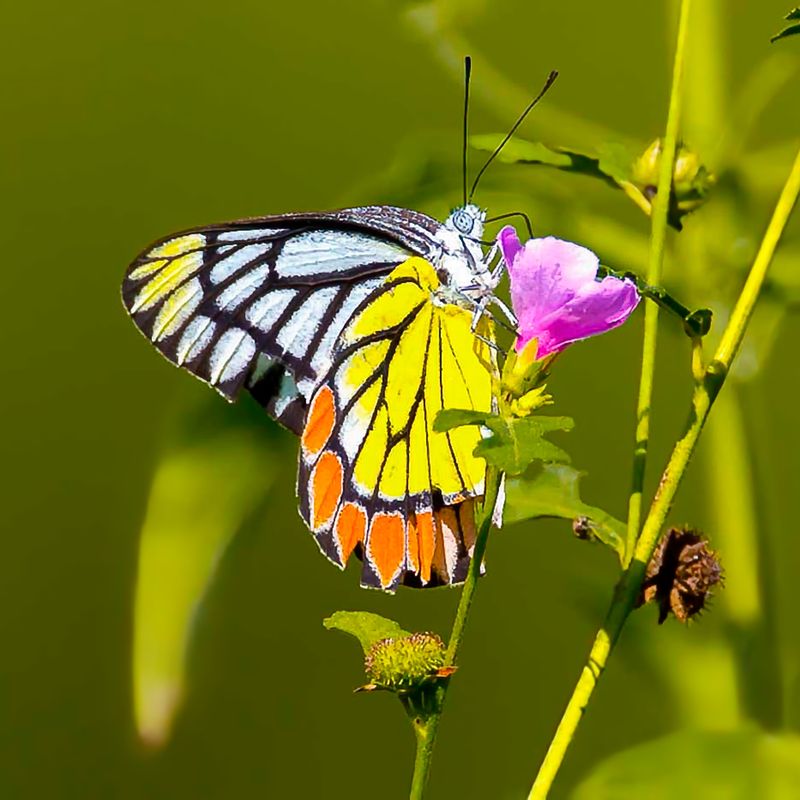 Common Jezebel