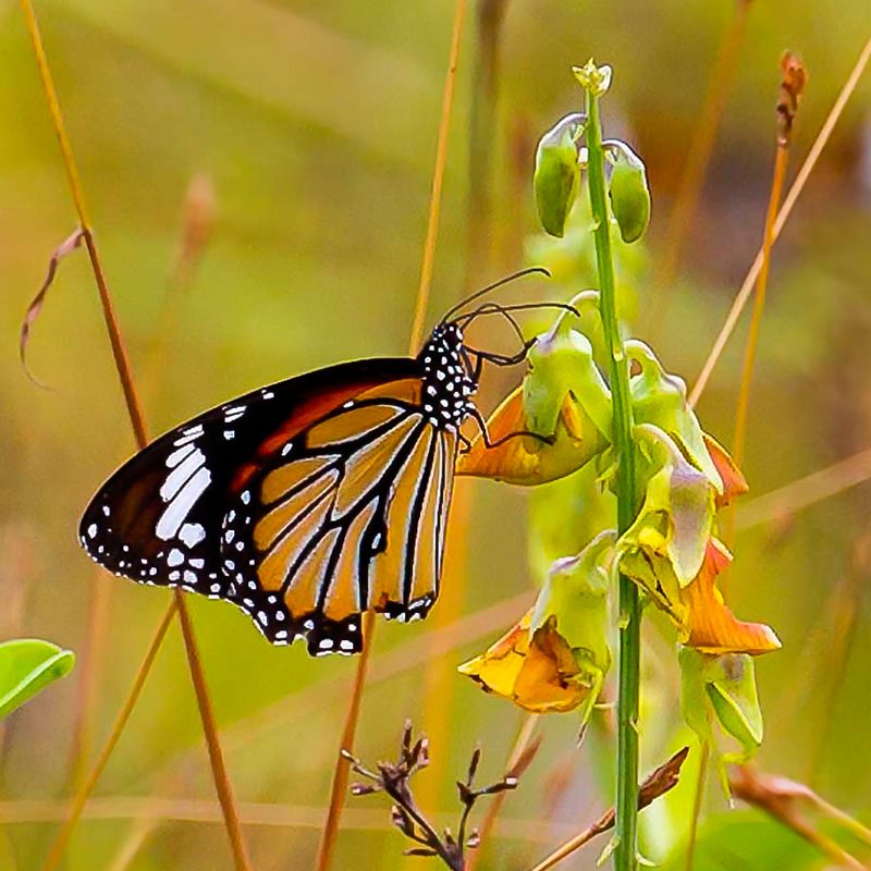Common Tiger