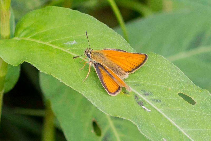 Essex Skipper