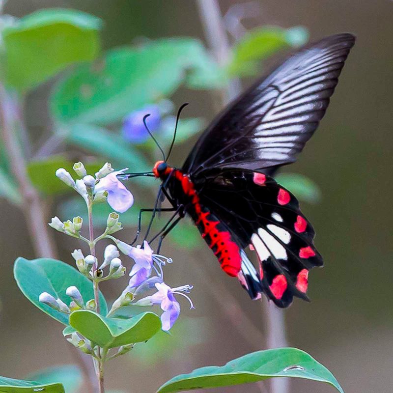 Common Rose