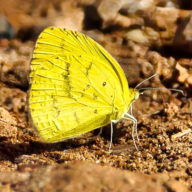 African Migrant
