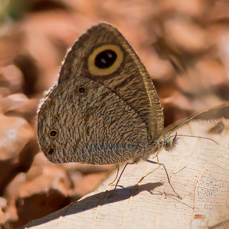 African Ringlet 