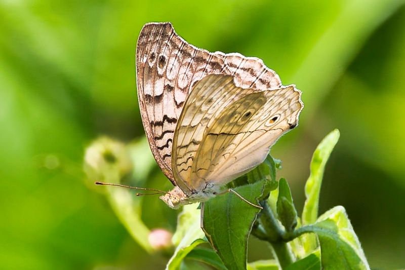 Balkan Marbled White