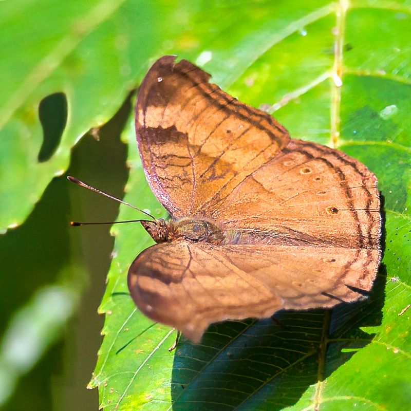 Chocolate Pansy