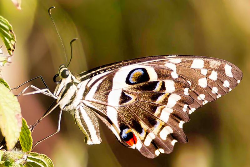Christmas Butterfly