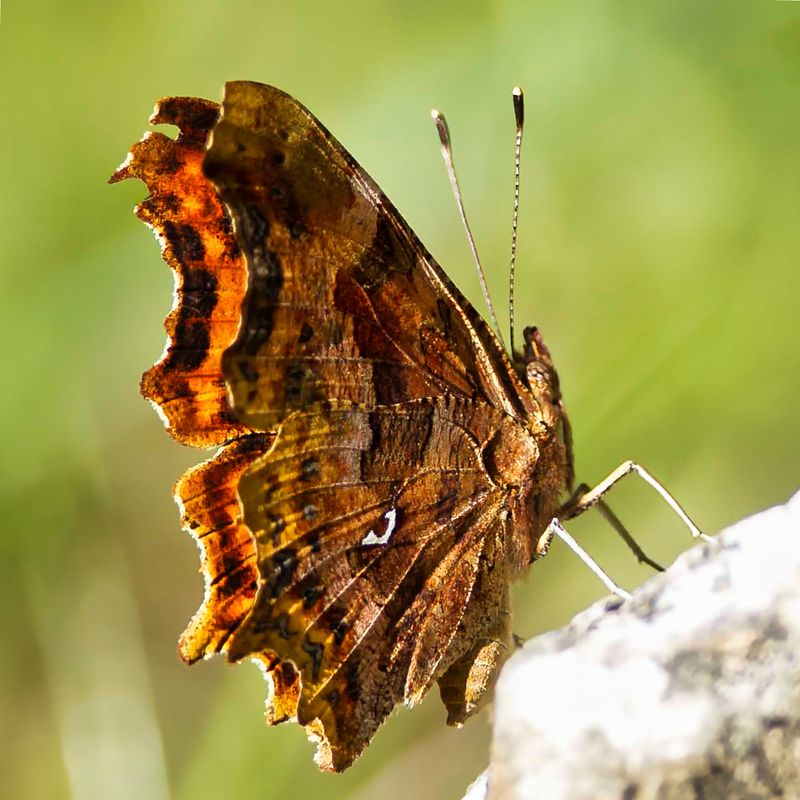 Comma