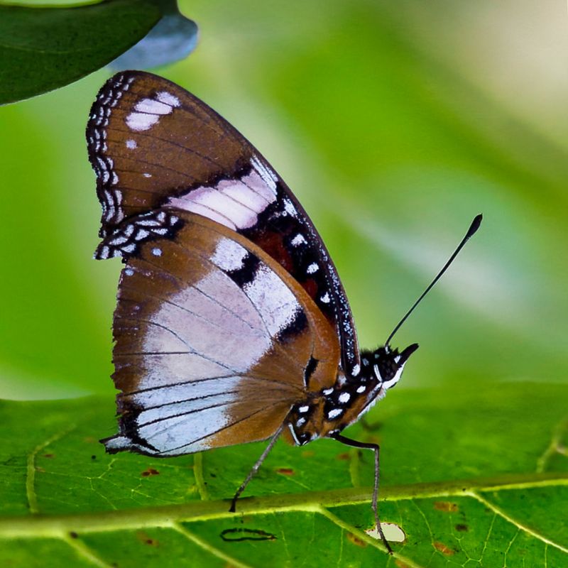 Danaid Eggfly