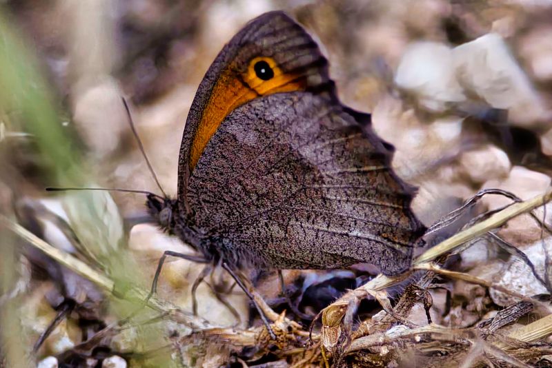 Dusky Meadow Brown