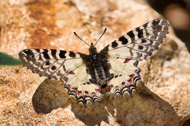 Eastern Festoon