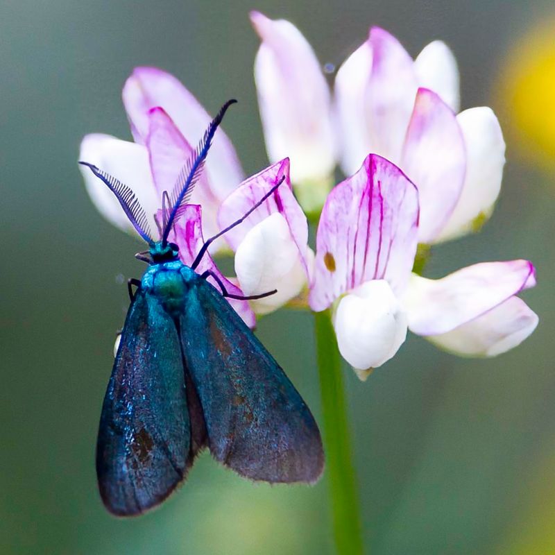 Forester Moth