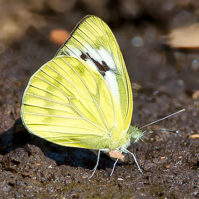 Large White?