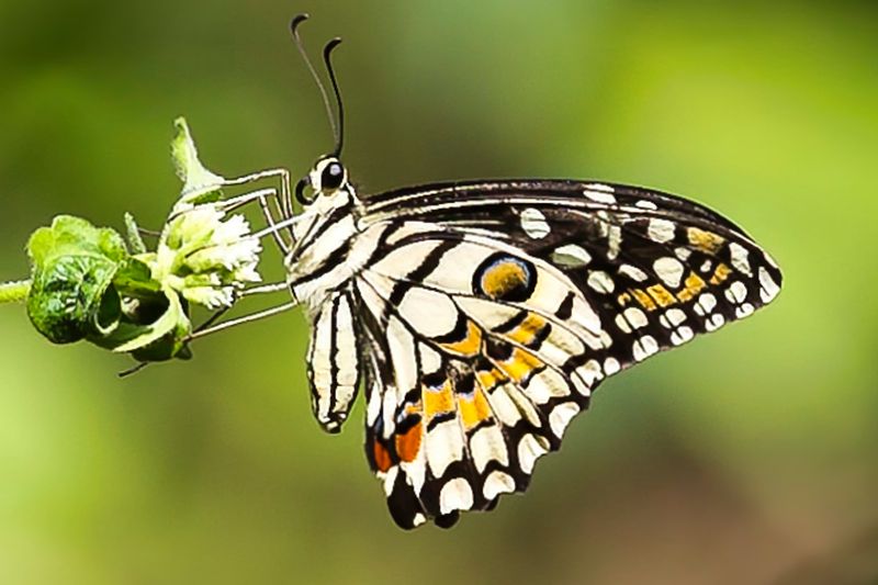 Lime Swallowtail