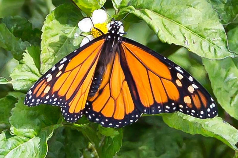 Monarch 