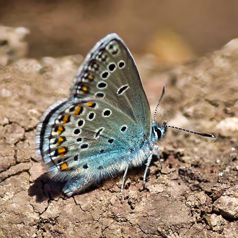 Silver-studded Blue