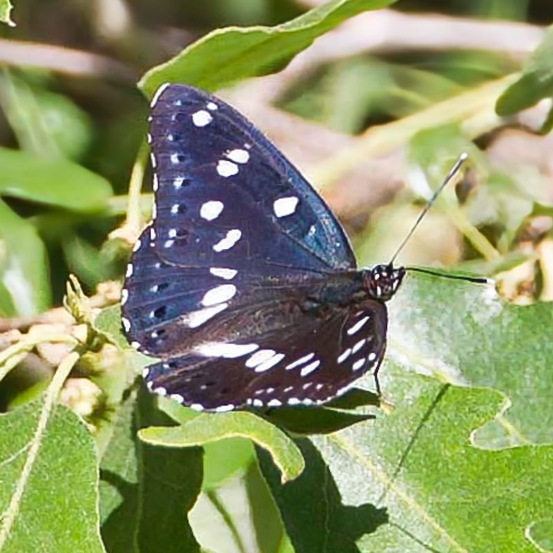 Southern White Admiral