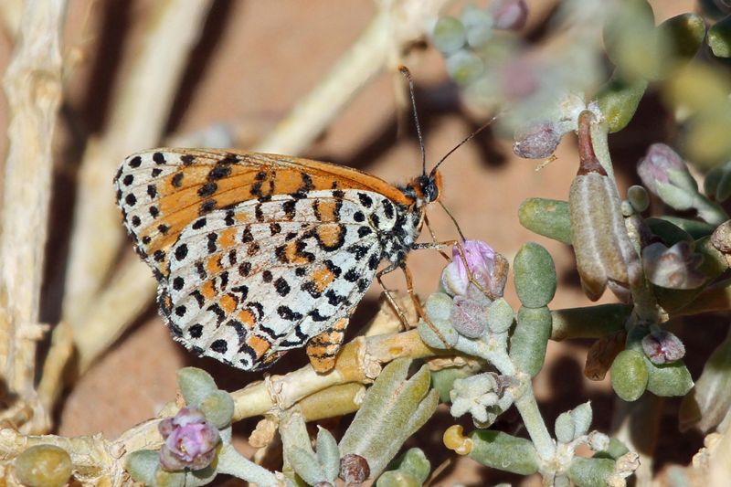 Spotted Fritillary