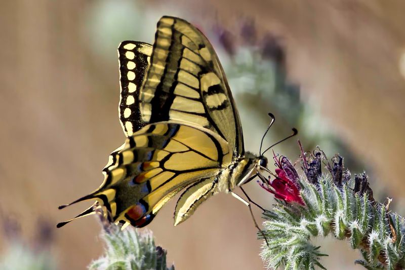 Swallowtail