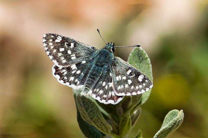 Tesselated Skipper